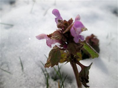 Purpurrote Taubnessel (Lamium purpureum) bei Neuschnee am 18 März 2018 in Hockenheim