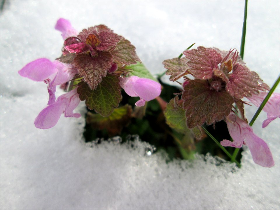 Purpurrote Taubnessel (Lamium purpureum) bei Neuschnee am 18 März 2018 in Hockenheim