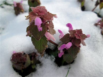 Purpurrote Taubnessel (Lamium purpureum) bei Neuschnee am 18 März 2018 in Hockenheim