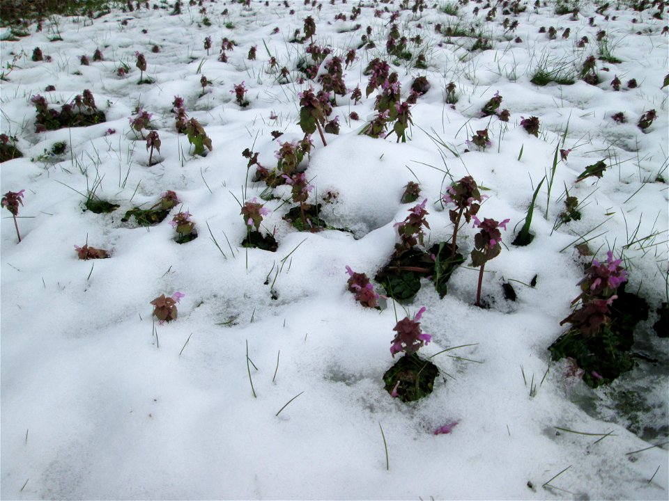 Purpurrote Taubnessel (Lamium purpureum) bei Neuschnee am 18 März 2018 in Hockenheim