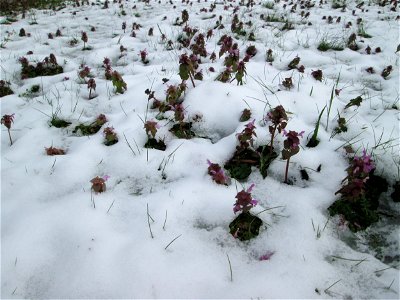 Purpurrote Taubnessel (Lamium purpureum) bei Neuschnee am 18 März 2018 in Hockenheim