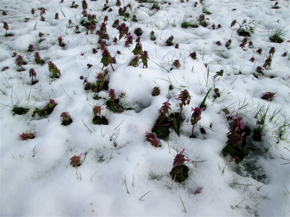 Purpurrote Taubnessel (Lamium purpureum) bei Neuschnee am 18 März 2018 in Hockenheim