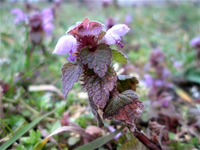 Purpurrote Taubnessel (Lamium purpureum) in Hockenheim