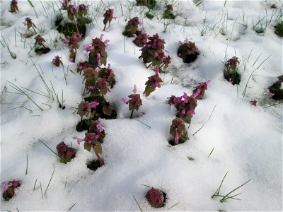 Purpurrote Taubnessel (Lamium purpureum) bei Neuschnee am 18 März 2018 in Hockenheim