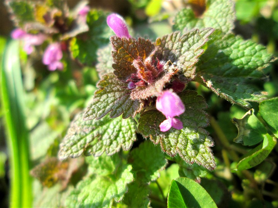 Purpurrote Taubnessel (Lamium purpureum) am Tierfriedhof in Alt-Saarbrücken