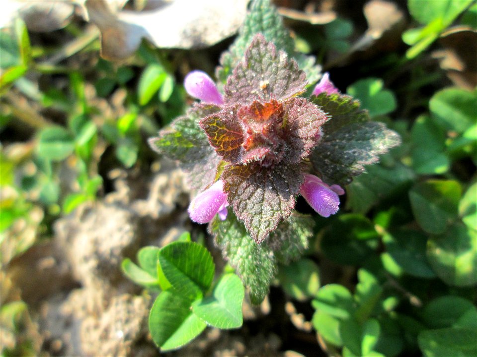 Purpurrote Taubnessel (Lamium purpureum) am Tierfriedhof in Alt-Saarbrücken