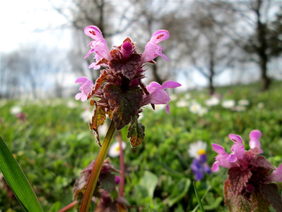 Purpurrote Taubnessel (Lamium purpureum) Gartenschaupark in Hockenheim