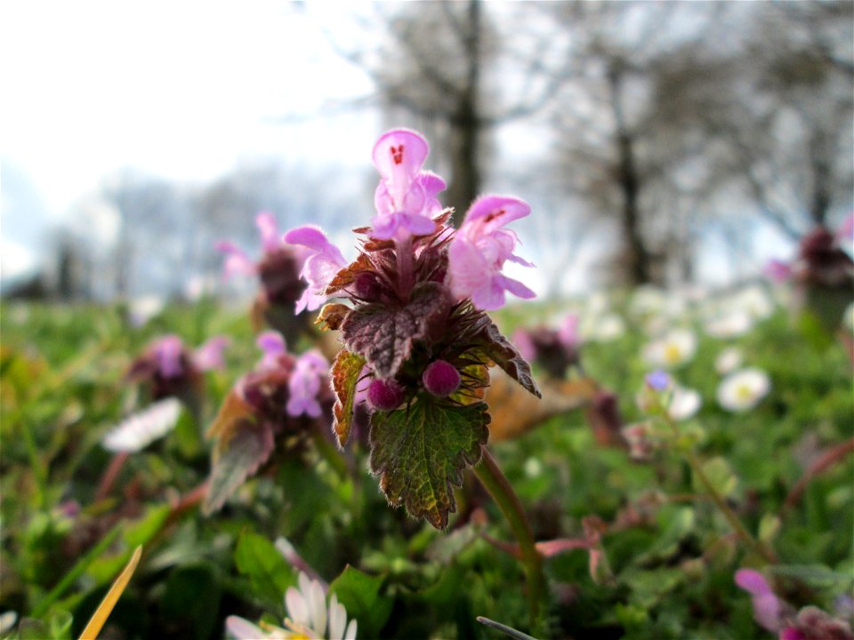 Purpurrote Taubnessel (Lamium purpureum) Gartenschaupark in Hockenheim