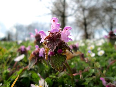 Purpurrote Taubnessel (Lamium purpureum) Gartenschaupark in Hockenheim