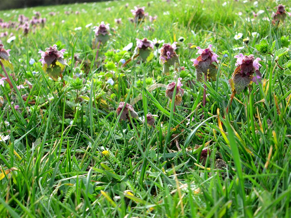 Purpurrote Taubnessel (Lamium purpureum) Gartenschaupark in Hockenheim