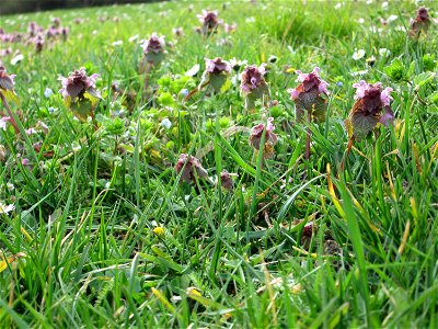 Purpurrote Taubnessel (Lamium purpureum) Gartenschaupark in Hockenheim