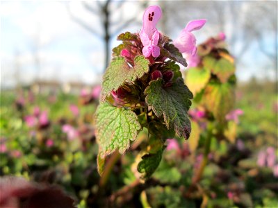 Purpurrote Taubnessel (Lamium purpureum) in Hockenheim