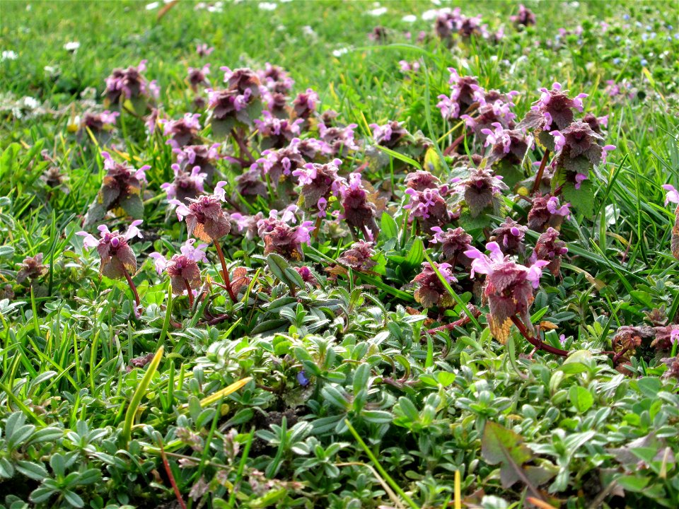 Purpurrote Taubnessel (Lamium purpureum) Gartenschaupark in Hockenheim