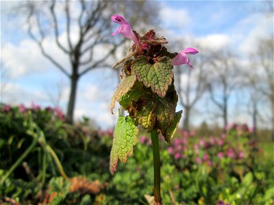 Purpurrote Taubnessel (Lamium purpureum) in Hockenheim