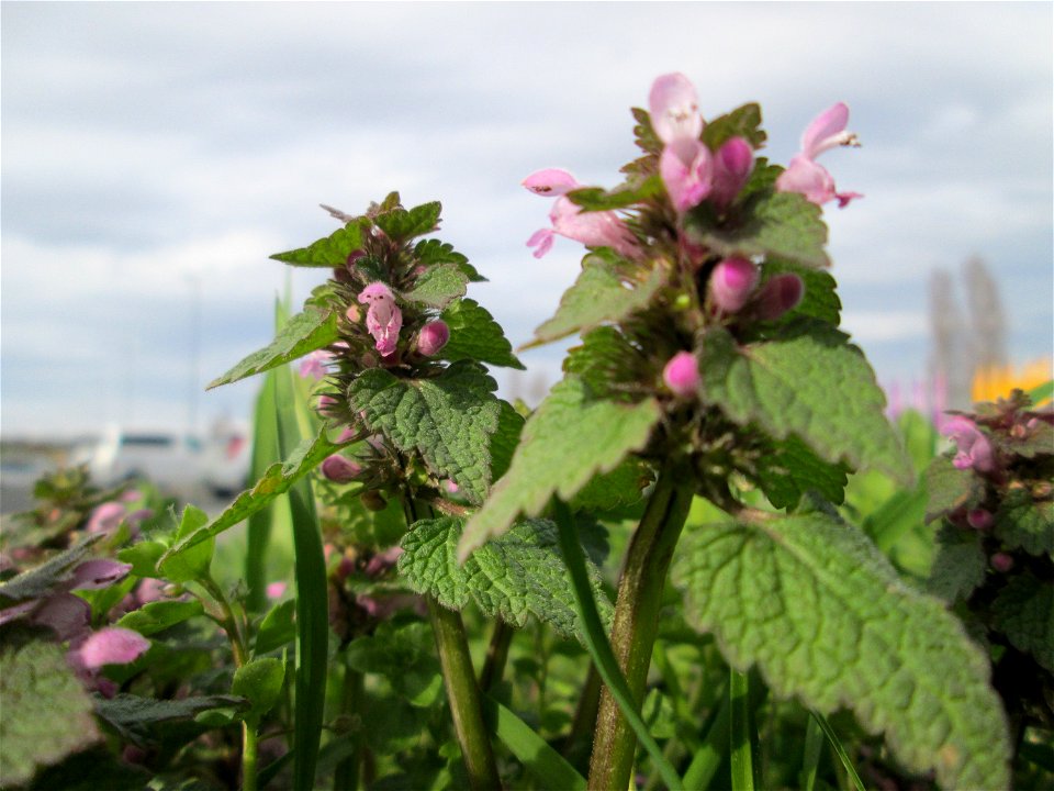 Purpurrote Taubnessel (Lamium purpureum) in Hockenheim-Talhaus