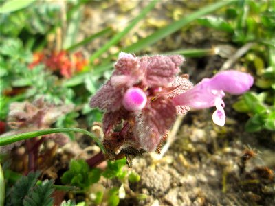 Purpurrote Taubnessel (Lamium purpureum) in einem kleinen Sandmagerrasen-Biotop in Hockenheim-Talhaus
