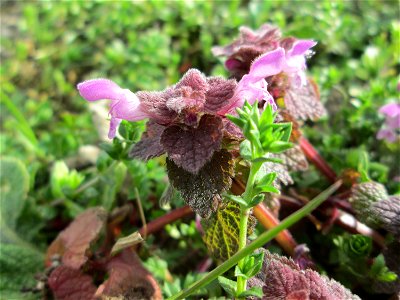 Purpurrote Taubnessel (Lamium purpureum) in einem kleinen Sandmagerrasen-Biotop in Hockenheim-Talhaus