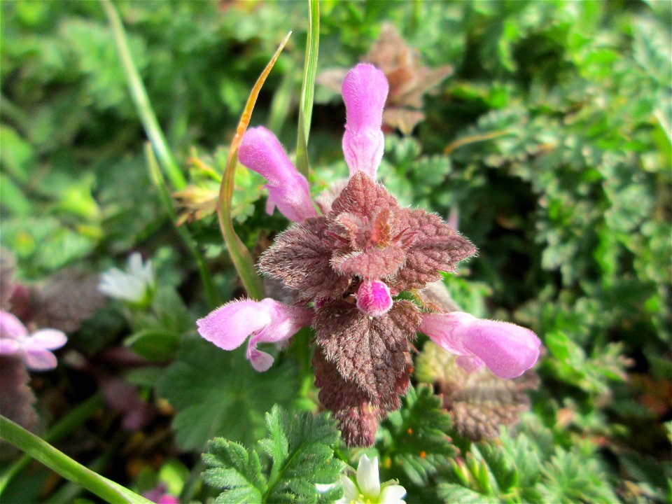 Purpurrote Taubnessel (Lamium purpureum) in einem kleinen Sandmagerrasen-Biotop in Hockenheim-Talhaus