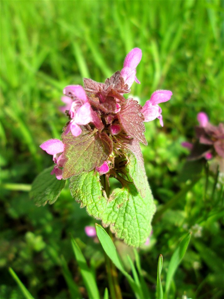 Purpurrote Taubnessel (Lamium purpureum) im Gartenschaupark Hockenheim