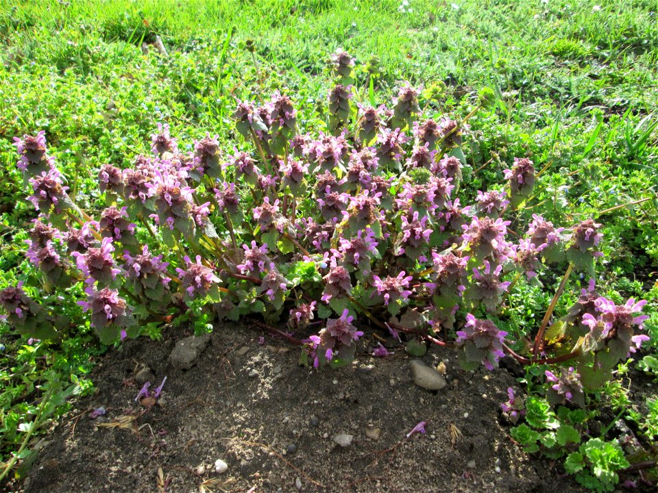 Purpurrote Taubnessel (Lamium purpureum) im Gartenschaupark in Hockenheim