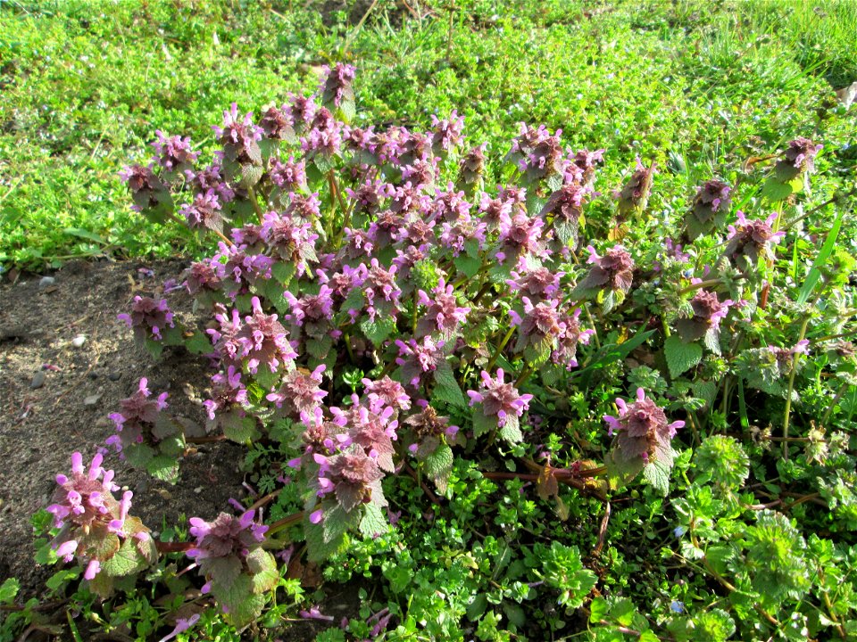 Purpurrote Taubnessel (Lamium purpureum) im Gartenschaupark in Hockenheim