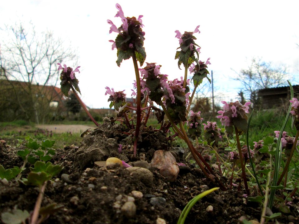 Purpurrote Taubnessel (Lamium purpureum) in Hockenheim