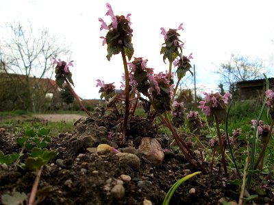 Purpurrote Taubnessel (Lamium purpureum) in Hockenheim