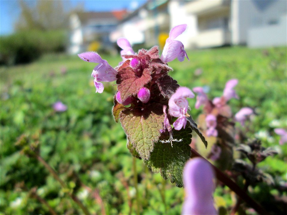 Purpurrote Taubnessel (Lamium purpureum) in Hockenheim