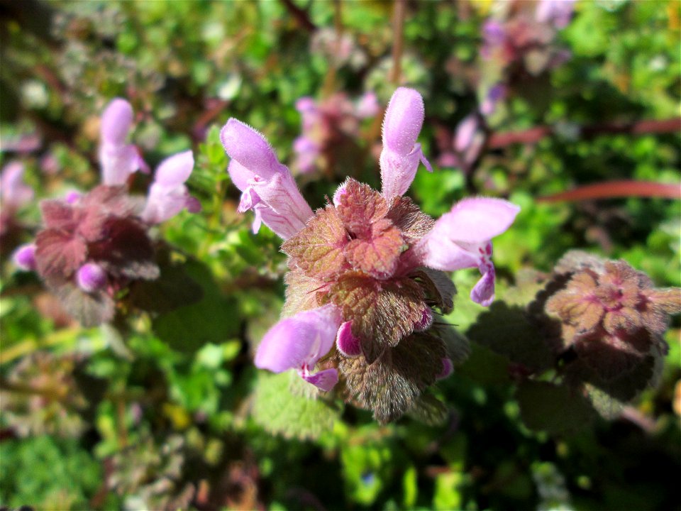 Purpurrote Taubnessel (Lamium purpureum) in Hockenheim