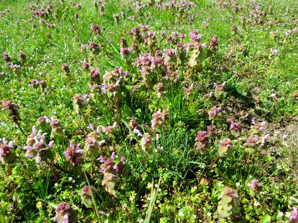 Purpurrote Taubnessel (Lamium purpureum), ein dichtes Wäldchen bildend auf einem Grünstreifen in Hockenheim