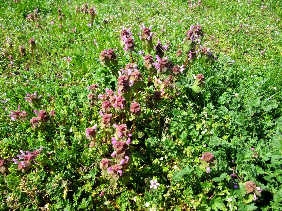 Purpurrote Taubnessel (Lamium purpureum), ein dichtes Wäldchen bildend auf einem Grünstreifen in Hockenheim