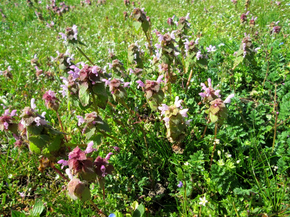 Purpurrote Taubnessel (Lamium purpureum), ein dichtes Wäldchen bildend auf einem Grünstreifen in Hockenheim