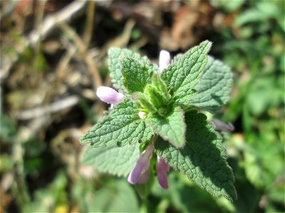 Purpurrote Taubnessel (Lamium purpureum) in Hockenheim - diese Taubnessel tritt im Frühjahr massenhaft in Erscheinung, im Sommer macht sie sich eher rar, doch im Herbst ist sie wieder vermehrt zu sehe