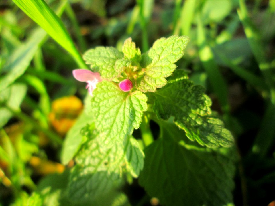 Purpurrote Taubnessel (Lamium purpureum) in Hockenheim - die wohl beständigste Taubnessel-Art blüht fast das ganze Jahr