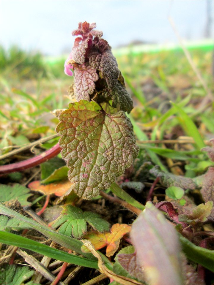 Purpurrote Taubnessel (Lamium purpureum) auf einer Reptilien- und Insekten-Schutzfläche bei Oftersheim