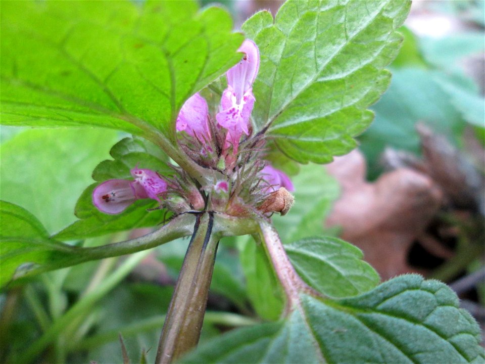 Purpurrote Taubnessel (Lamium purpureum) in der Schwetzinger Hardt