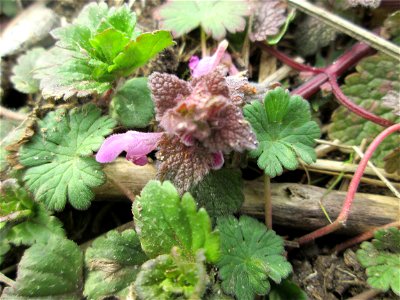 Purpurrote Taubnessel (Lamium purpureum) auf einer Reptilien- und Insekten-Schutzfläche bei Oftersheim