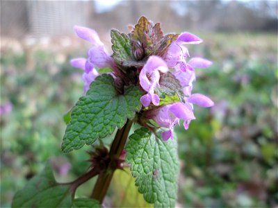 Purpurrote Taubnessel (Lamium purpureum) in der Schwetzinger Hardt