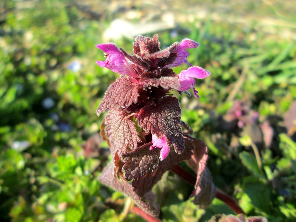 Purpurrote Taubnessel (Lamium purpureum) auf einem Acker bei Reilingen