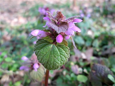 Purpurrote Taubnessel (Lamium purpureum) in der Schwetzinger Hardt