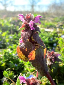 Purpurrote Taubnessel (Lamium purpureum) auf einem Acker bei Reilingen