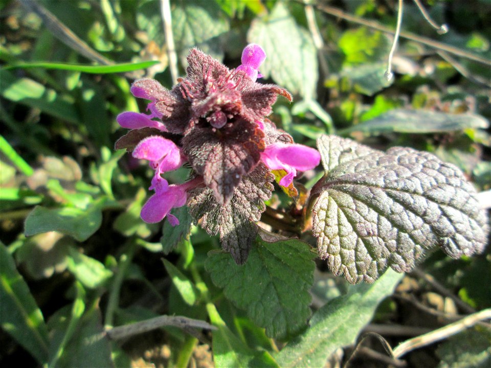 Purpurrote Taubnessel (Lamium purpureum) auf einem Acker bei Reilingen
