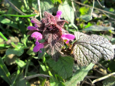 Purpurrote Taubnessel (Lamium purpureum) auf einem Acker bei Reilingen