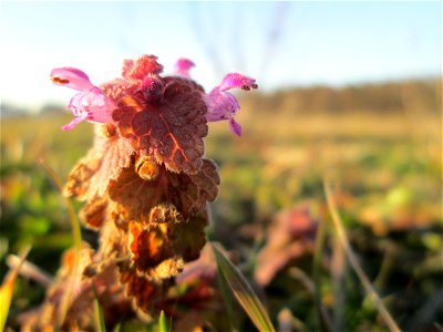 Purpurrote Taubnessel (Lamium purpureum) bei Hockenheim