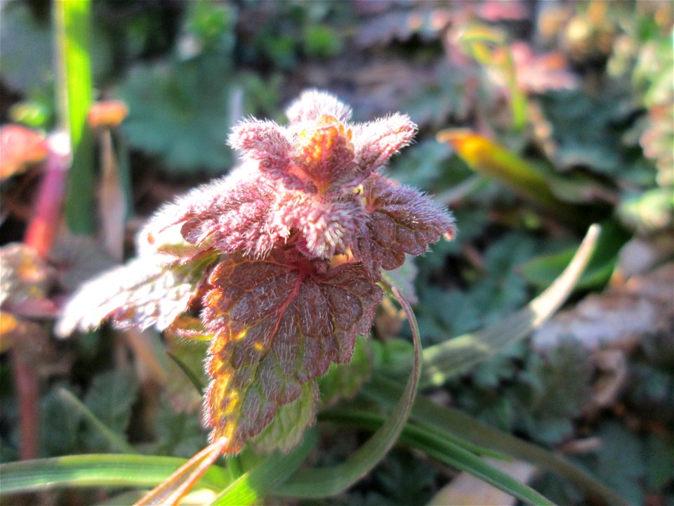 Purpurrote Taubnessel (Lamium purpureum) bei Hockenheim