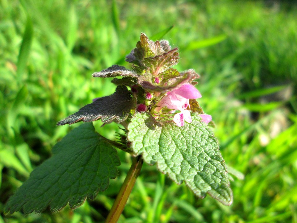 Purpurrote Taubnessel (Lamium purpureum) an der Böschung der A61 bei Hockenheim