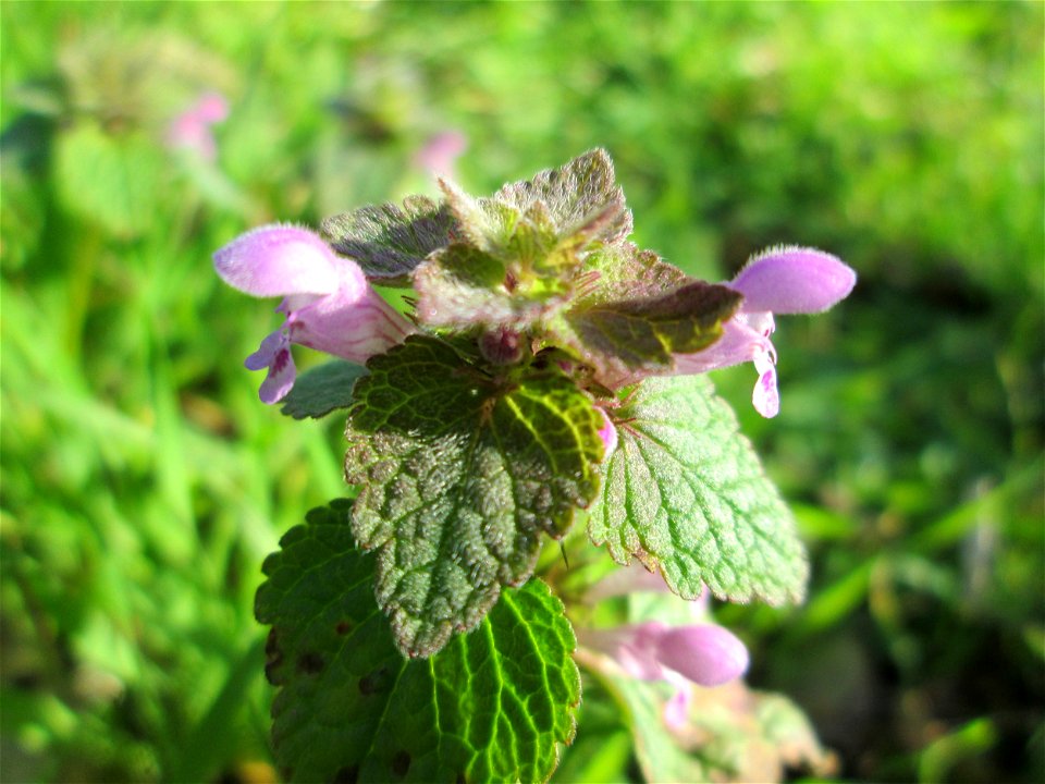Purpurrote Taubnessel (Lamium purpureum) an der Böschung der A61 bei Hockenheim