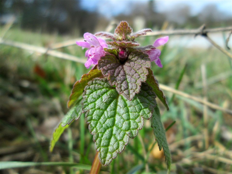 Purpurrote Taubnessel (Lamium purpureum) am Golfplatz im Naturschutzgebiet „Oftersheimer Dünen“