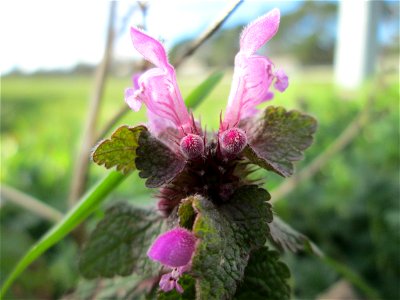 Purpurrote Taubnessel (Lamium purpureum) auf einer Parkplatzwiese in Hockenheim