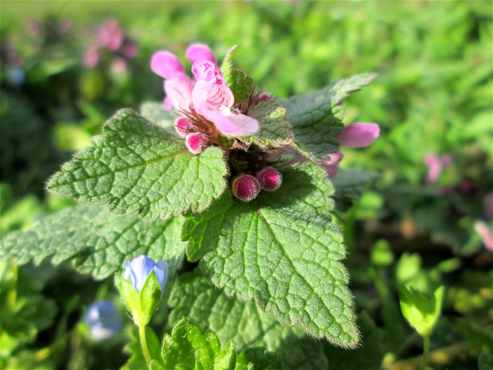 Purpurrote Taubnessel (Lamium purpureum) auf einer Parkplatzwiese in Hockenheim